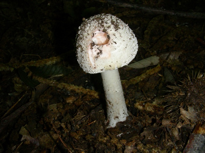 1079 Luglio vecchio ritrovamento